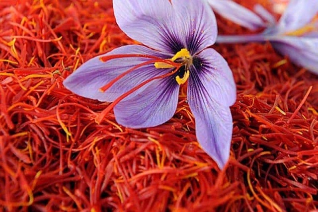 saffron-nhuy-hoa-nghe-tay-2